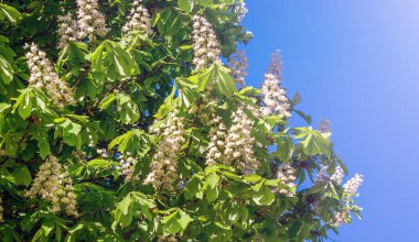 Kestane çiçekleri güneşli bir havada mavi gökyüzü arka planında