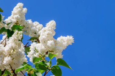 Mavi arka planda beyaz leylak çiçekleri