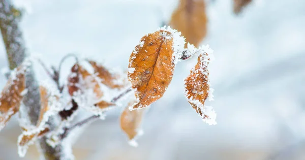 Les Feuilles Sèches Sur Arbre Dans Jardin Sont Couvertes Givre — Photo