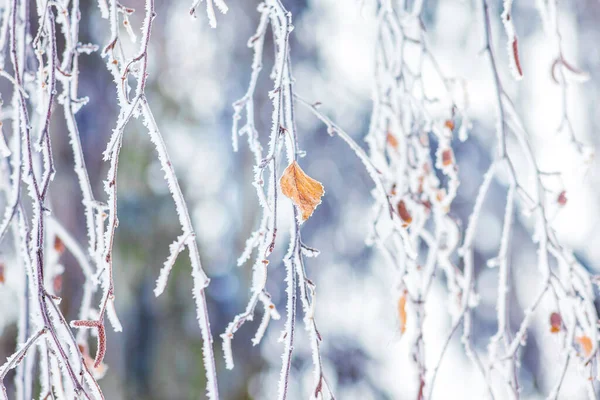 Björkkvistar Täckta Med Frost Det Sista Bladet Björken Vintern — Stockfoto