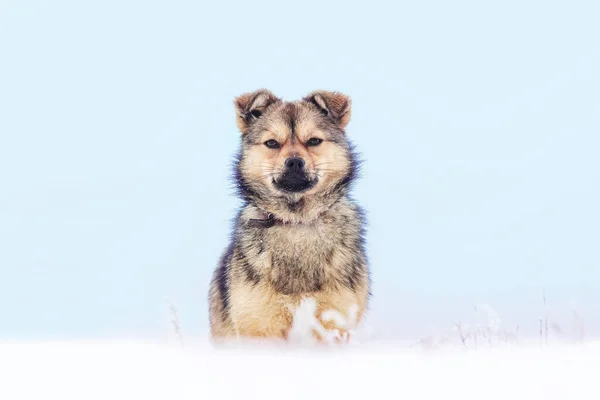 Small Dog Snow Background Light Blue Sky Animals Winter — Stock Photo, Image
