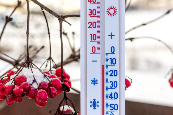 Thermometer shows10 degrees of frost. Thermometer on the background of a dguelder rose. Weather forecast