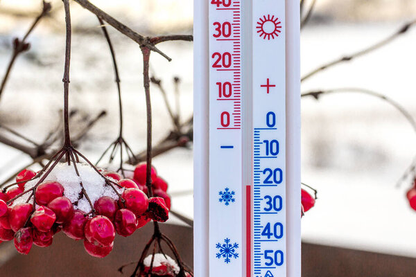 Thermometer shows 20 degrees of frost. Thermometer on the background of a dguelder rose. Weather forecast. Very cold