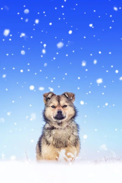 Cão Contexto Céu Inverno Tempo Nevado Neva — Fotografia de Stock