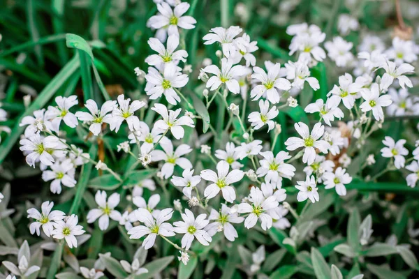 Weiße Blüten Der Zigeunerin Hintergrund Aus Kleinen Weißen Blüten — Stockfoto