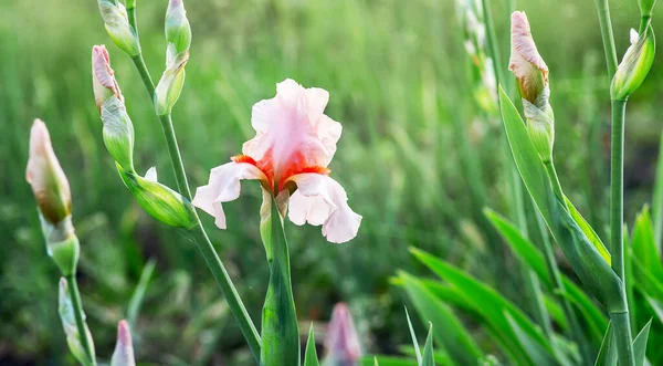 緑の背景に虹彩や芽のピンクの花 — ストック写真