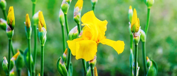 緑の背景に虹彩や芽の黄色の花 — ストック写真