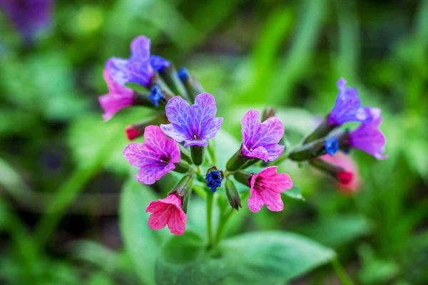 Akciğer Hastalığının Mor Çiçekleri Ormanda Yeşil Bir Arka Planda — Stok fotoğraf