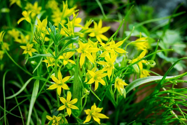 Gelbe Frühlingsblumen Inmitten Des Grünen Grases Frühlingsblumen Wald — Stockfoto