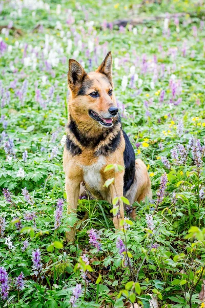 Cão Com Olhar Focado Floresta Gramado Entre Flores Primavera — Fotografia de Stock