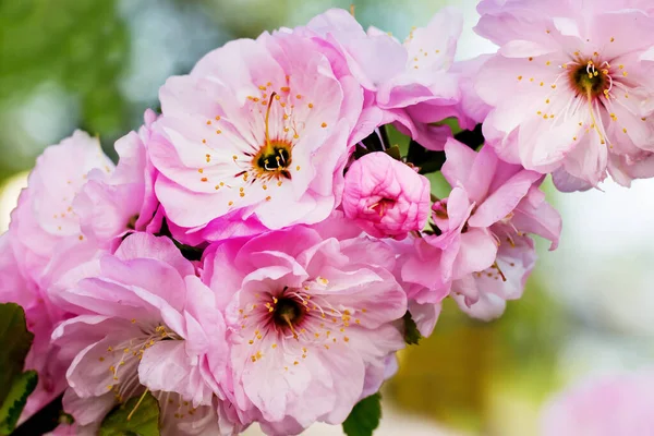 체리의 분홍색 정원에서 꽃피는 — 스톡 사진
