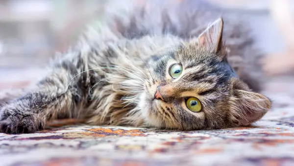 Small Fluffy Cat Room Floor Pets — Stock Photo, Image