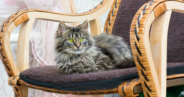 Jovem Gato Fofo Descansando Uma Cadeira Balanço Conforto Doméstico — Fotografia de Stock