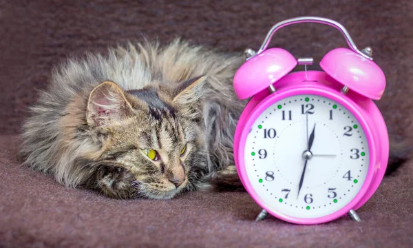 The cat is lying on the couch and looks at the clock. It\'s time to get up, wake up
