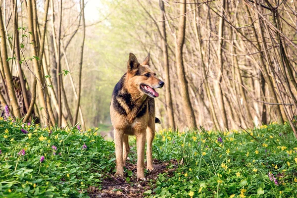 Perro Mientras Pasea Por Bosque Camino Entre Flores Primavera — Foto de Stock