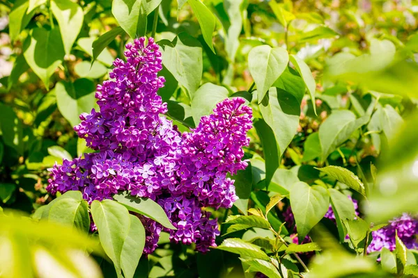 Lilac Flowering Purple Lilac Flowers Sunny Weather — Stock Photo, Image