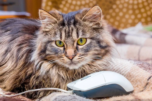 Gato Fofo Perto Mouse Computador Trabalho Escritório Perto Computador — Fotografia de Stock