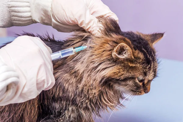 Veterinarian Gives Injection Sick Cat Treatment Domestic Animals — Stock Photo, Image