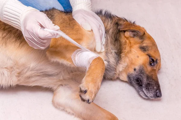 Medic Veterinar Impune Bandaj Unui Câine Labă Rănită — Fotografie, imagine de stoc