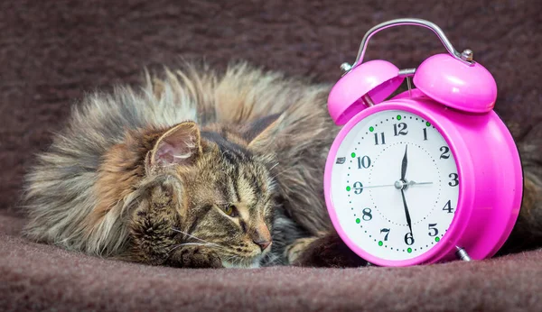 Gato Está Deitado Sofá Olha Para Relógio Está Hora Acordar — Fotografia de Stock