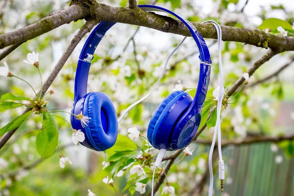 Niebieskie Słuchawki Gałęzi Wiśni Podczas Kwitnienia Słuchanie Muzyki Naturze — Zdjęcie stockowe