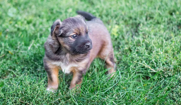 一只在绿草背景上的小狗 小狗狗的肖像 — 图库照片
