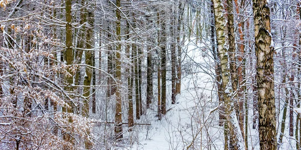 Зимний Пейзаж Заснеженные Деревья Лесу — стоковое фото