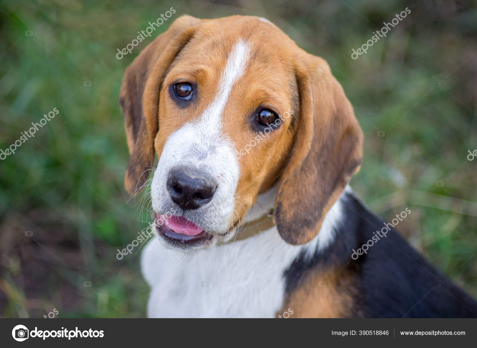 Estonian hound hotsell puppies for sale
