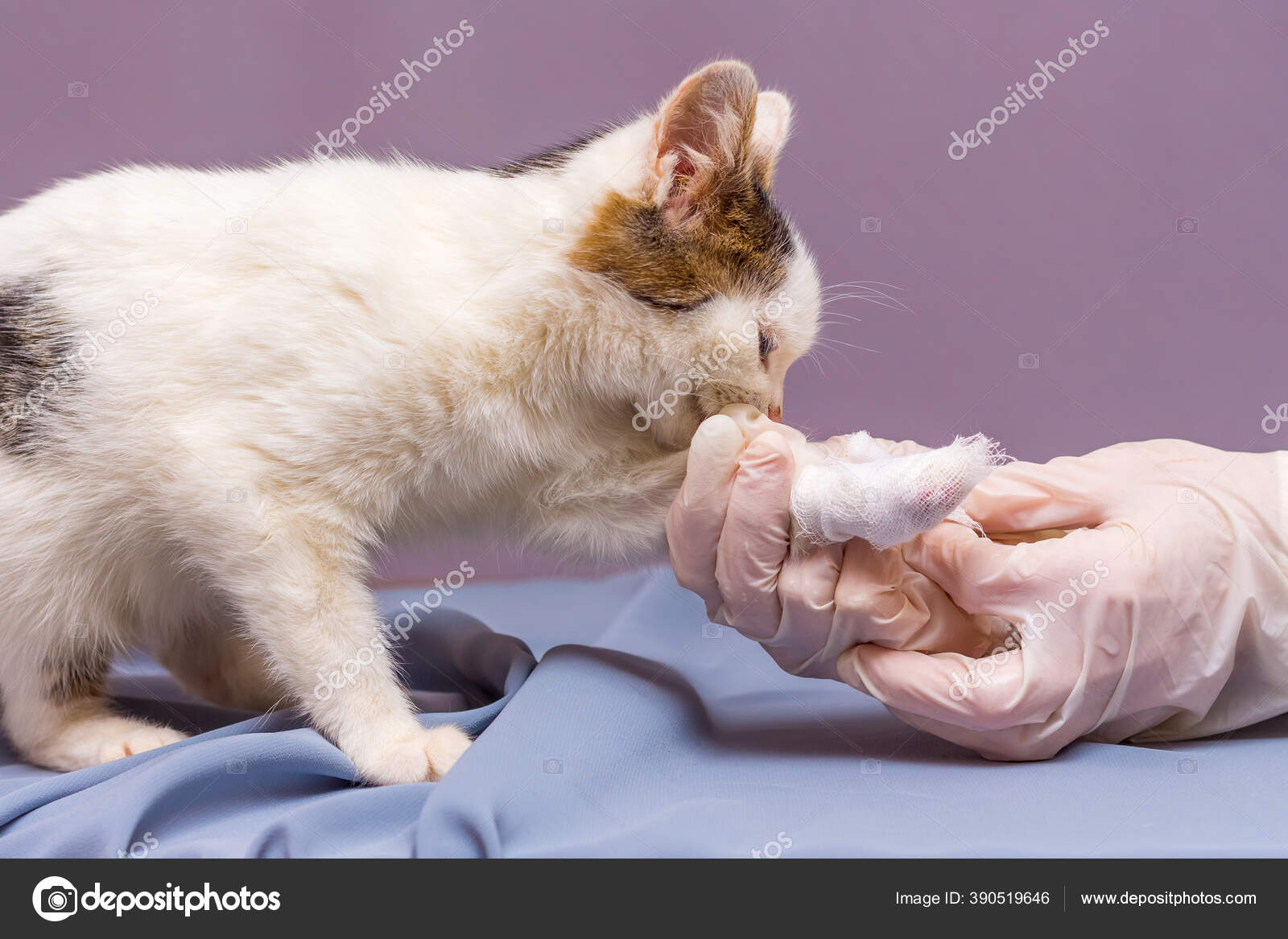 Veterinaire Assiste Chat Blesse Attache Patte Image Libre De Droit Par Mvolodymyr C Veterinaire Assiste Chat Blesse Attache Patte Image Libre De Droit Par Mvolodymyr C