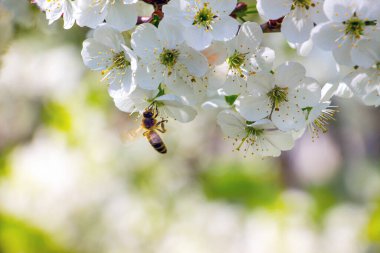 Arı, güneşli havada beyaz kiraz çiçeklerinden nektar toplar.