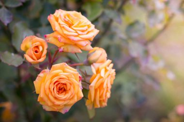 Sabah güneşinin altında portakal gülleri