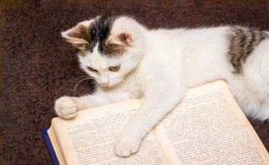 Küçük beyaz bir kedi yavrusu katlanmış bir kitabın yanında. Favori kitap okunuyor