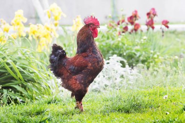 Çiçeklerin yanındaki çiftlikteki kahverengi horoz