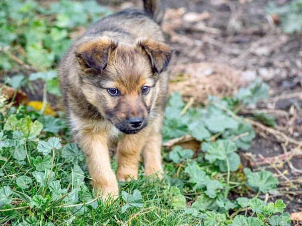 Een Kleine Puppy Wandeling Tuin Tussen Het Groene Gras — Stockfoto