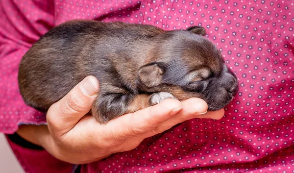 女性は新生児の子犬を手に持っている 動物の世話 — ストック写真