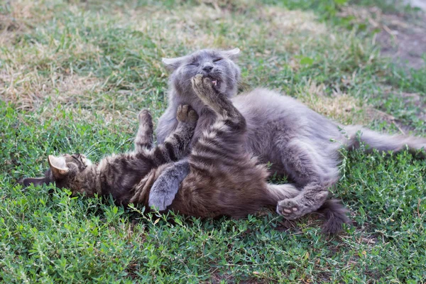 Dois Gatinhos São Jogados Grama Verde Gatos Pequenos Estão Batendo — Fotografia de Stock