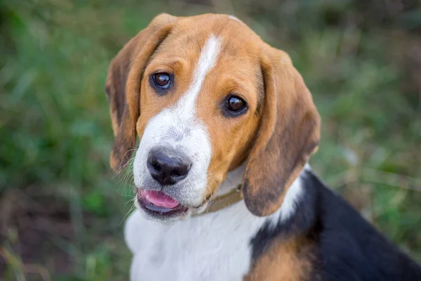 Estonian hound hotsell puppies for sale