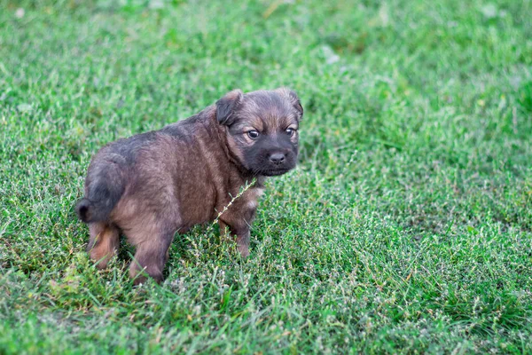 Yeşil Çimenli Arka Planda Küçük Bir Köpek Yavrusu — Stok fotoğraf