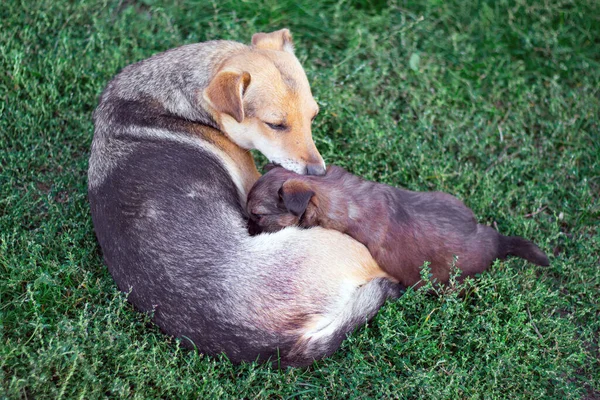 犬は子犬に餌をやる 子犬とお母さん — ストック写真