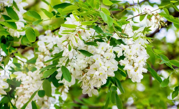 Acacia Tree Flowering White Flowers Acacia — Stock Photo, Image