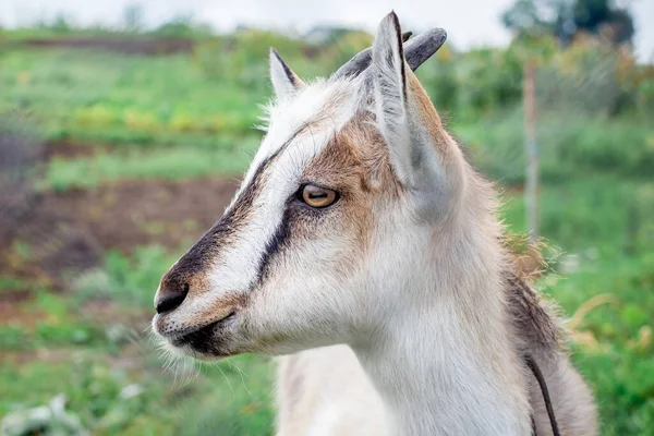 Retrato Una Cabra Joven Perfil Fondo Del Pastoreo — Foto de Stock