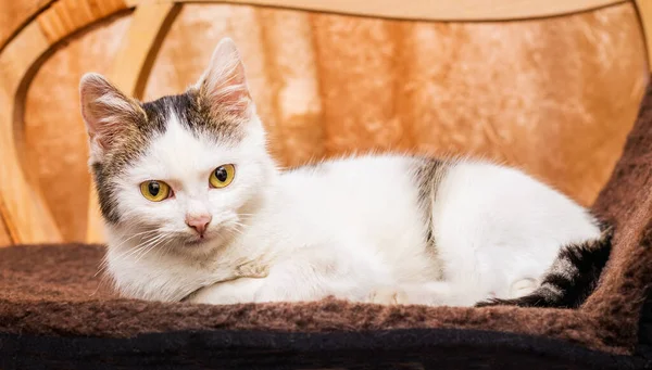White Kitten Room Rocking Chair Favorite Pets — Stock Photo, Image