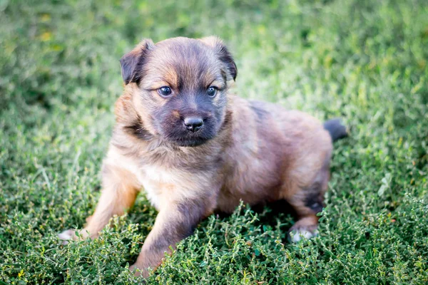 一只小狗坐在草地上 最喜欢的宠物 — 图库照片