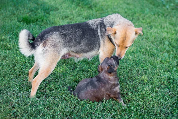 母親の近くに子犬がいる 赤ちゃんとママ — ストック写真