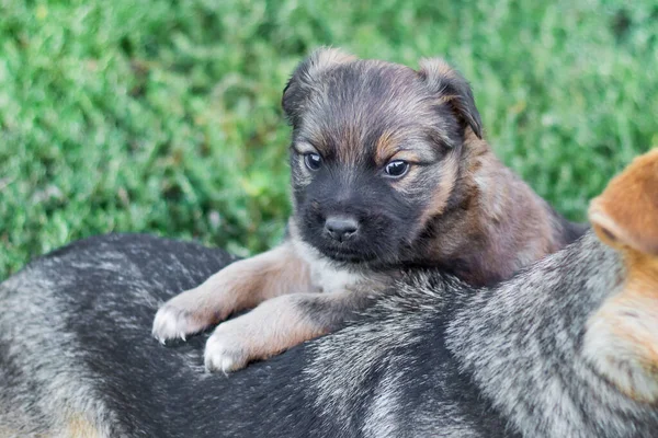 自分の母親の背中に小さな子犬 赤ちゃんとママ — ストック写真