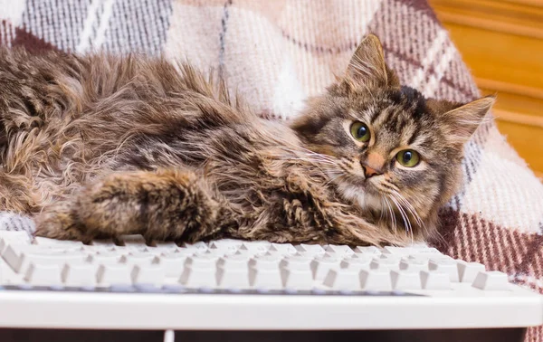 Pequeno Gato Listrado Está Perto Teclado Computador Evitar Trabalho — Fotografia de Stock