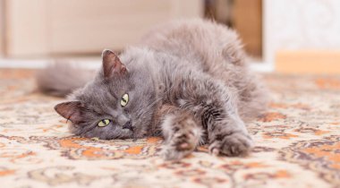 Gri, tüylü kedi yerde.