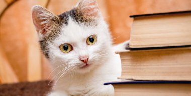 Beyaz bir kedi yavrusu kitap yığınının üzerinde oturur. Kütüphaneyi ziyaret ediyorum. En sevdiğin kitapları okuyorum.