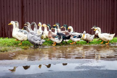 Yağmurlu bir havada su birikintisinin yakınındaki bir çiftlikteki ördekler