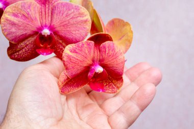 Adam elini pembe orkidelere uzattı. Çiçeklerin güzelliğine hayran